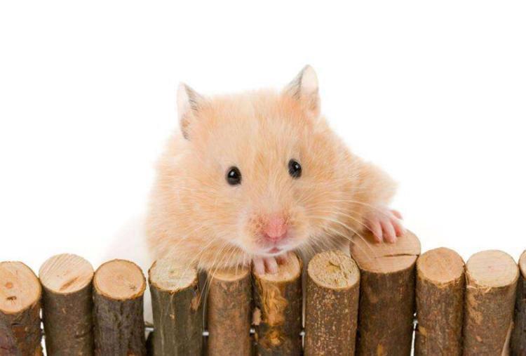 仓鼠拉稀了怎么办要停止吃什么,仓鼠拉稀和湿尾怎么治疗