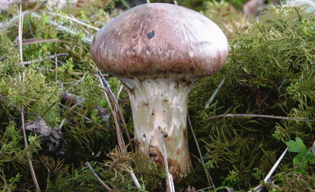 周公解梦梦到自己穷困潦倒,周公解梦梦到什么预示升官