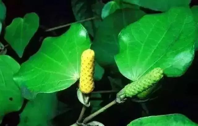 6000多万人的脚臭,被这盒*粉白**救了丨品质生活