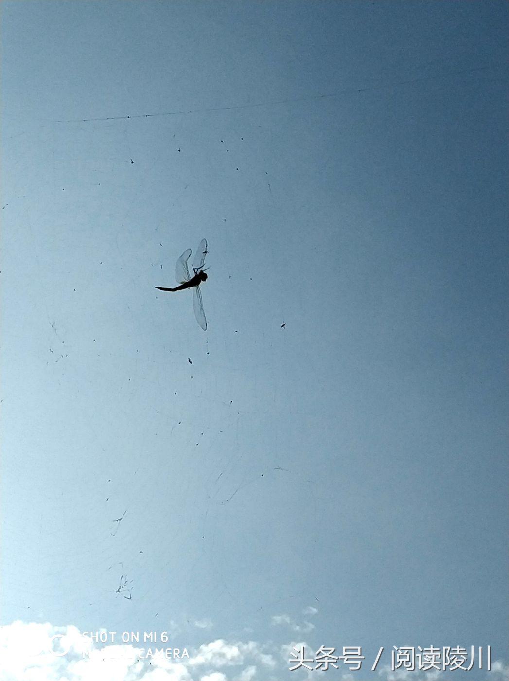 小乡村的夏天安静又惬意,陵川夏天生活