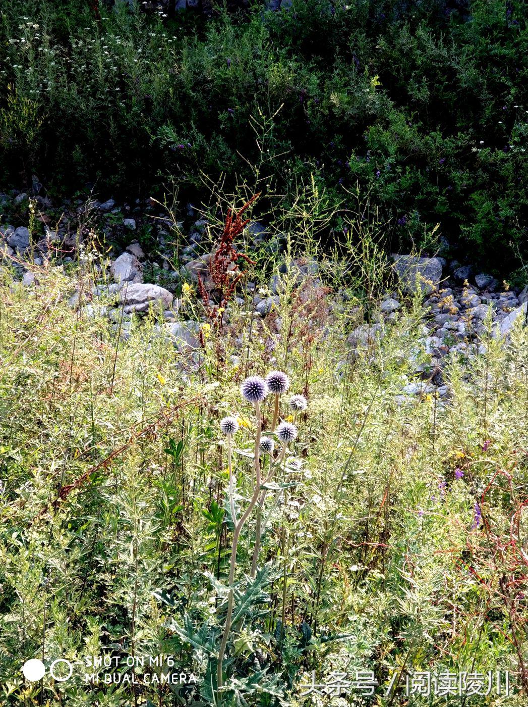 小乡村的夏天安静又惬意,陵川夏天生活