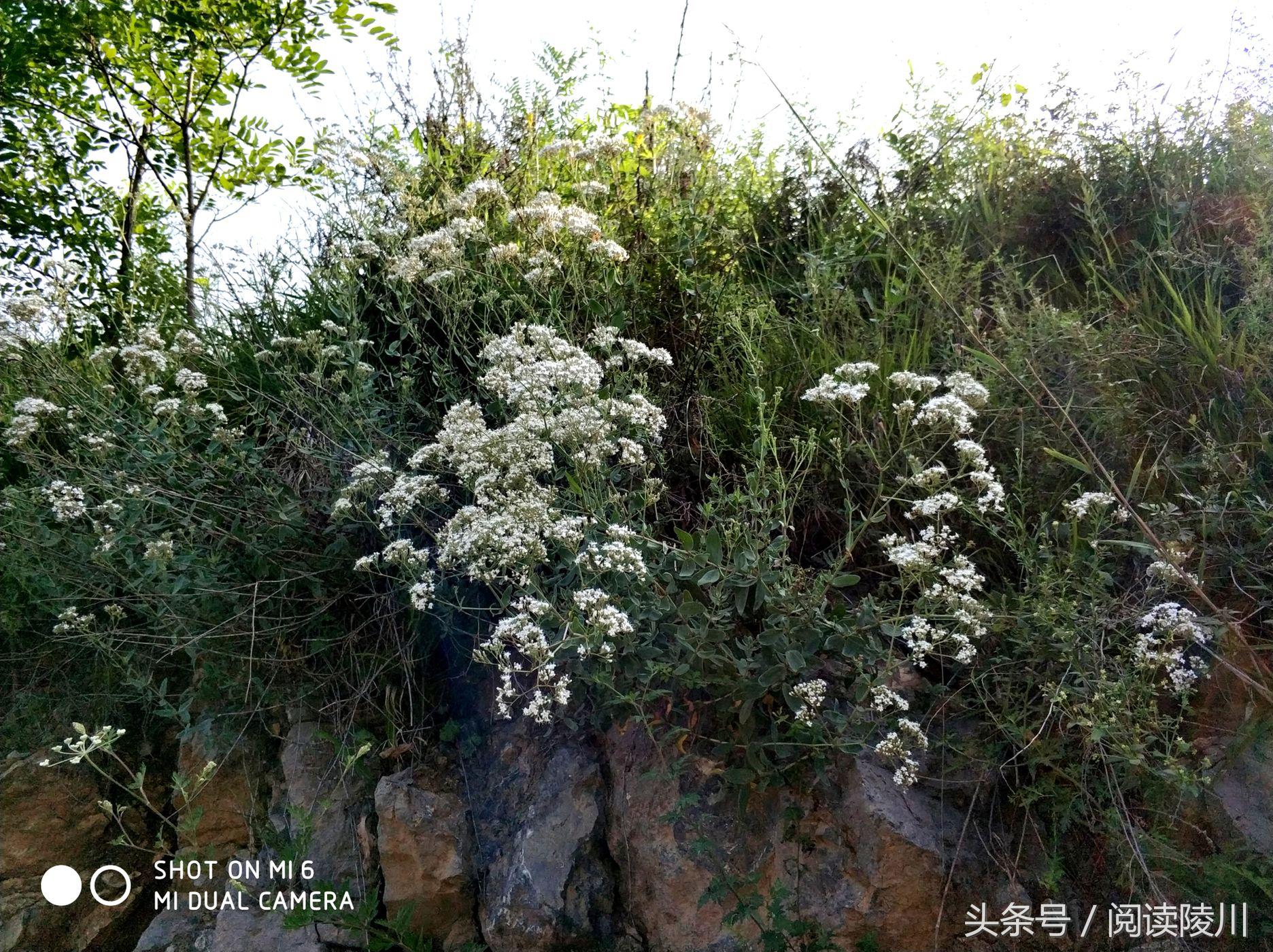 小乡村的夏天安静又惬意,陵川夏天生活
