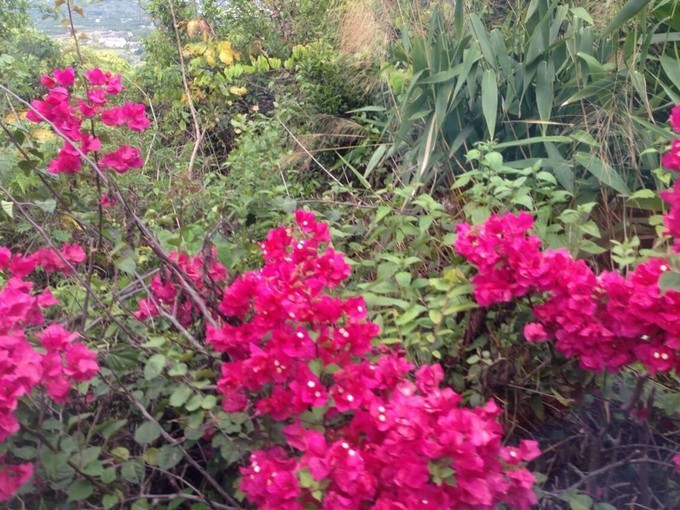 海口到三亚旅行攻略,三亚凤凰岛旅行攻略