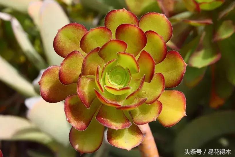 多肉叶片有霉灰怎么办,多肉植物发霉