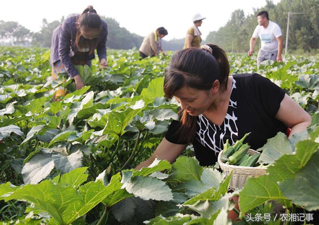 农村姑娘创业好做吗视频,农村姑娘创业一年能挣多少钱