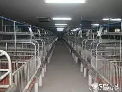 猪场分娩舍有哪些重点,猪场正常分娩接产的操作流程