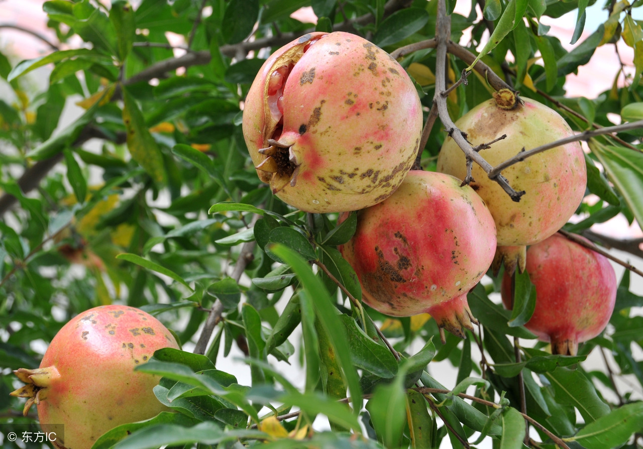 石榴树容易裂么,石榴树容易得什么病