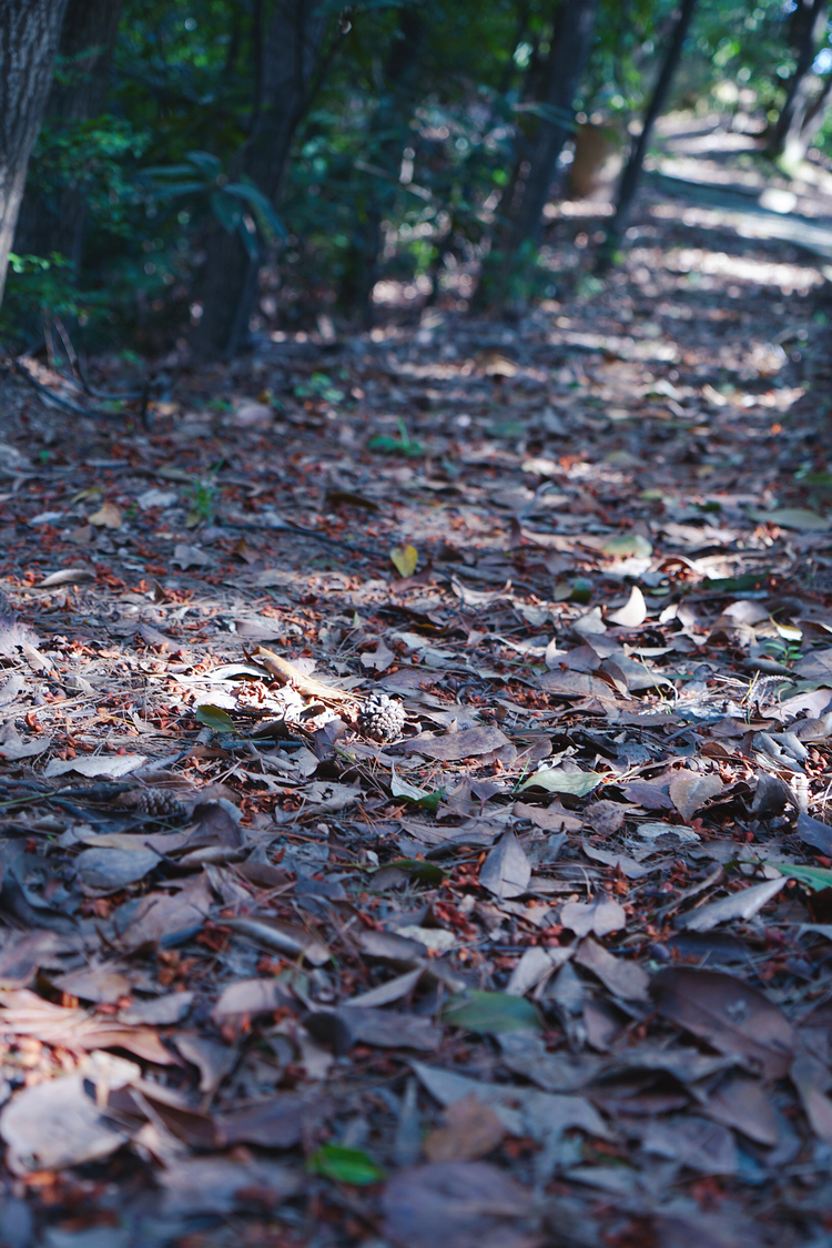 杭州西湖竹涧庭民宿踏春之旅,杭州民宿客栈里的美景攻略