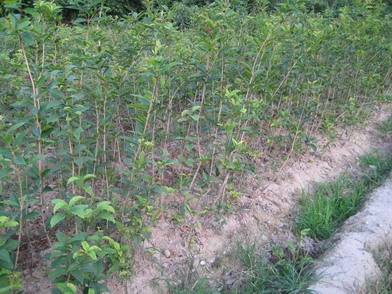 植物幼苗长歪了怎么矫正,小苗长着长着就歪了怎么回事