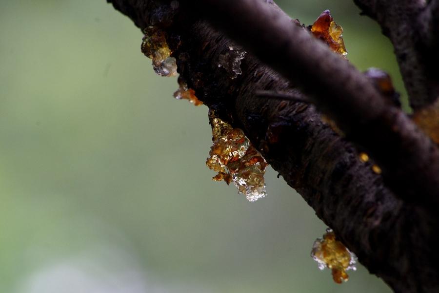 桃树生病流的“泪”，吃了竟然能养生，要卖100多元一斤