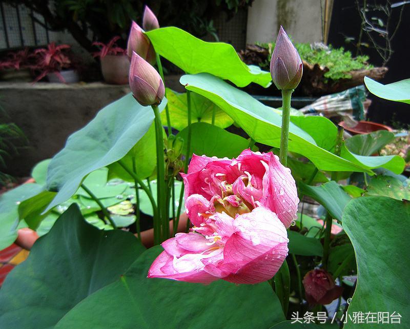 碗莲只长叶不开花，用一个妙招，花苞蹭蹭冒，开了一朵又一朵