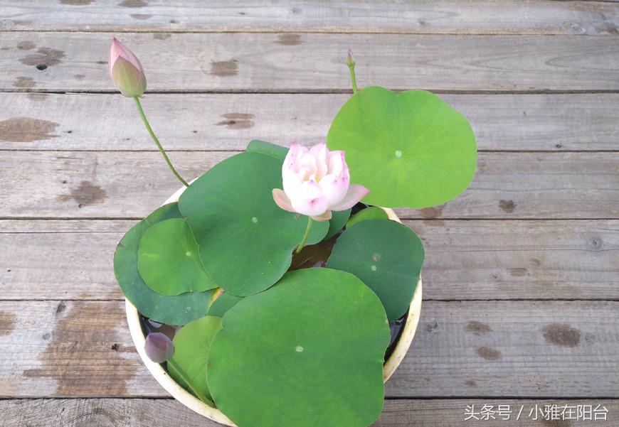 碗莲只长叶不开花，用一个妙招，花苞蹭蹭冒，开了一朵又一朵