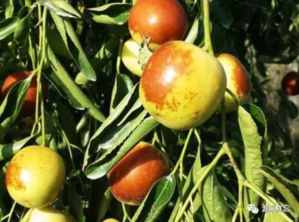 大荔冬枣知识大全,大荔冬枣功效作用