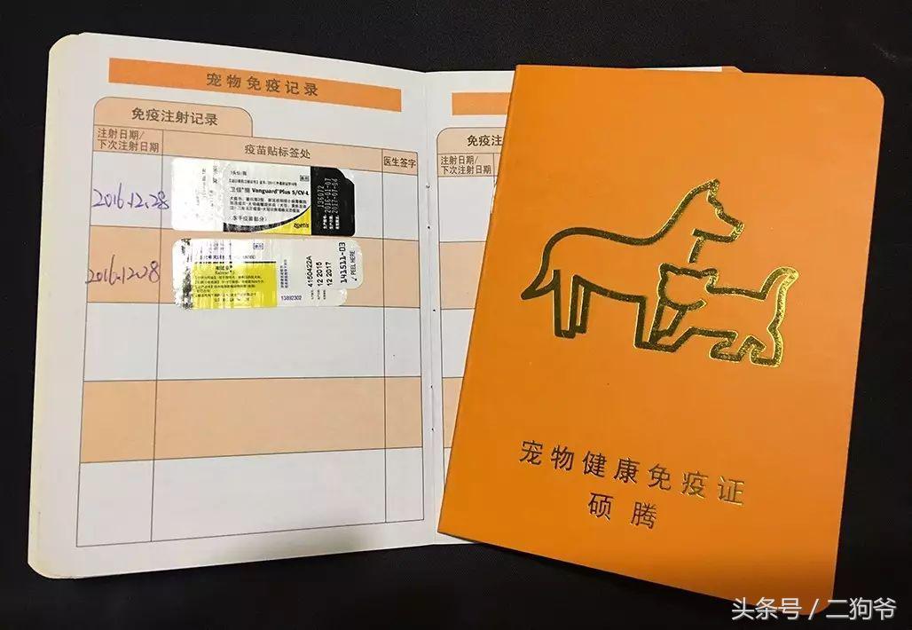 聊城爱犬通办狗证,济南市民为爱犬办狗证