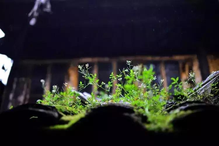 离乐山比较近的风景区,离乐山最近的古镇