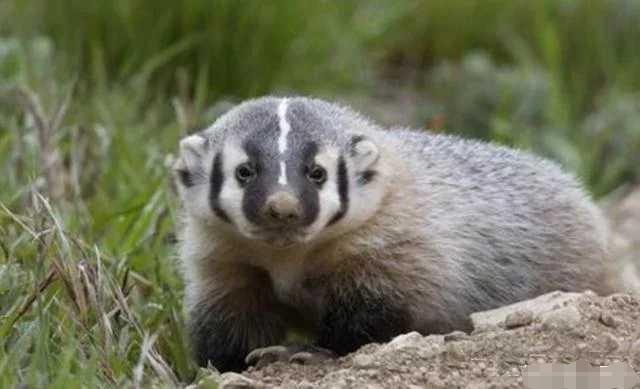 非洲蜜獾天不怕地不怕，我国这三种也不是吃素的，金刚狼原型是它