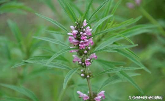 农村的益母草是咋样的,农村采摘的益母草喝有啥好处