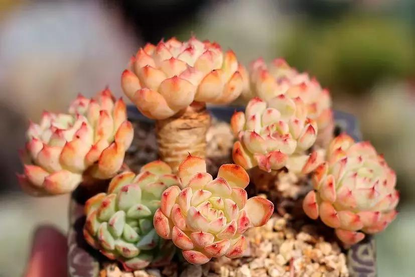 夏季多肉黑根烂根怎么处理,多肉赤腐病的处理方法