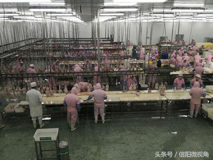 华英集团什么时候升级产业,华英集团最新现状