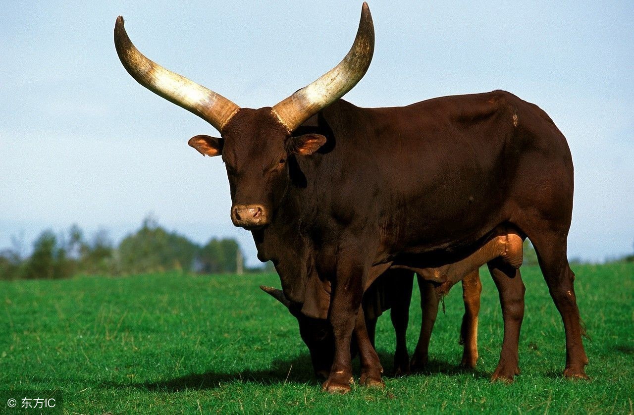 这4生肖2019年财运暴涨大赚一整年,2019年各大生肖的财运如何