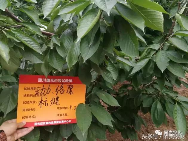 夏天高温对樱桃树的影响,高温对樱桃幼果期的影响