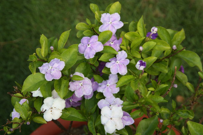 双色茉莉不开花光长叶是怎么回事,双色茉莉怎么让它开花多