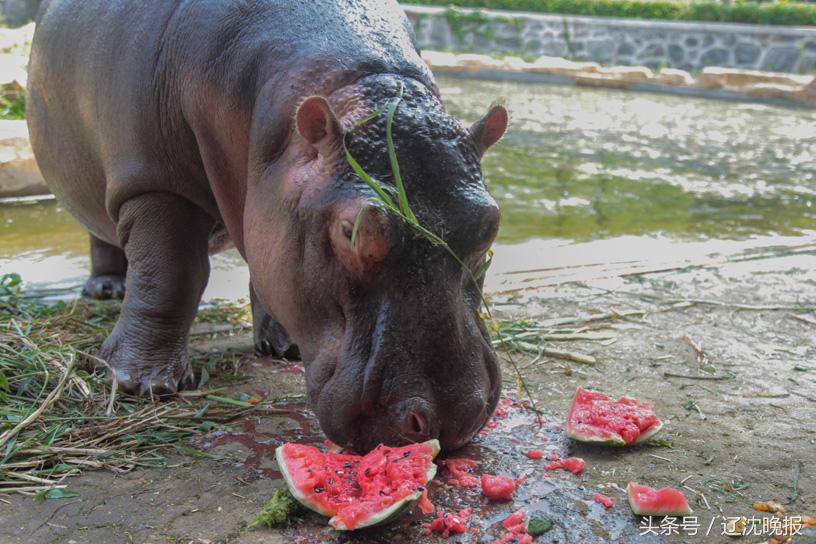热啊！动物防中暑有“凉方”大熊猫吃紫色冰棒