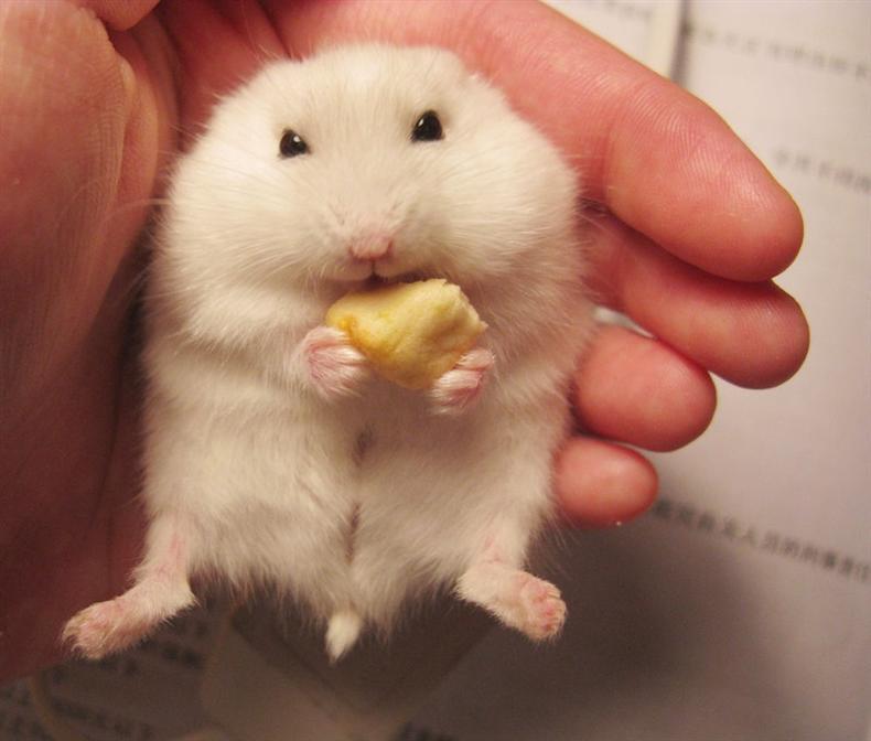 仓鼠怎么才能快速上手,仓鼠怎么养才能快速上手