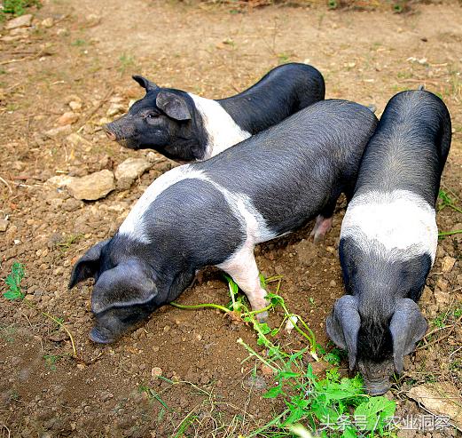 农村媳妇点子多当起“好猪”中介！家庭收入又翻倍，月入上万元！