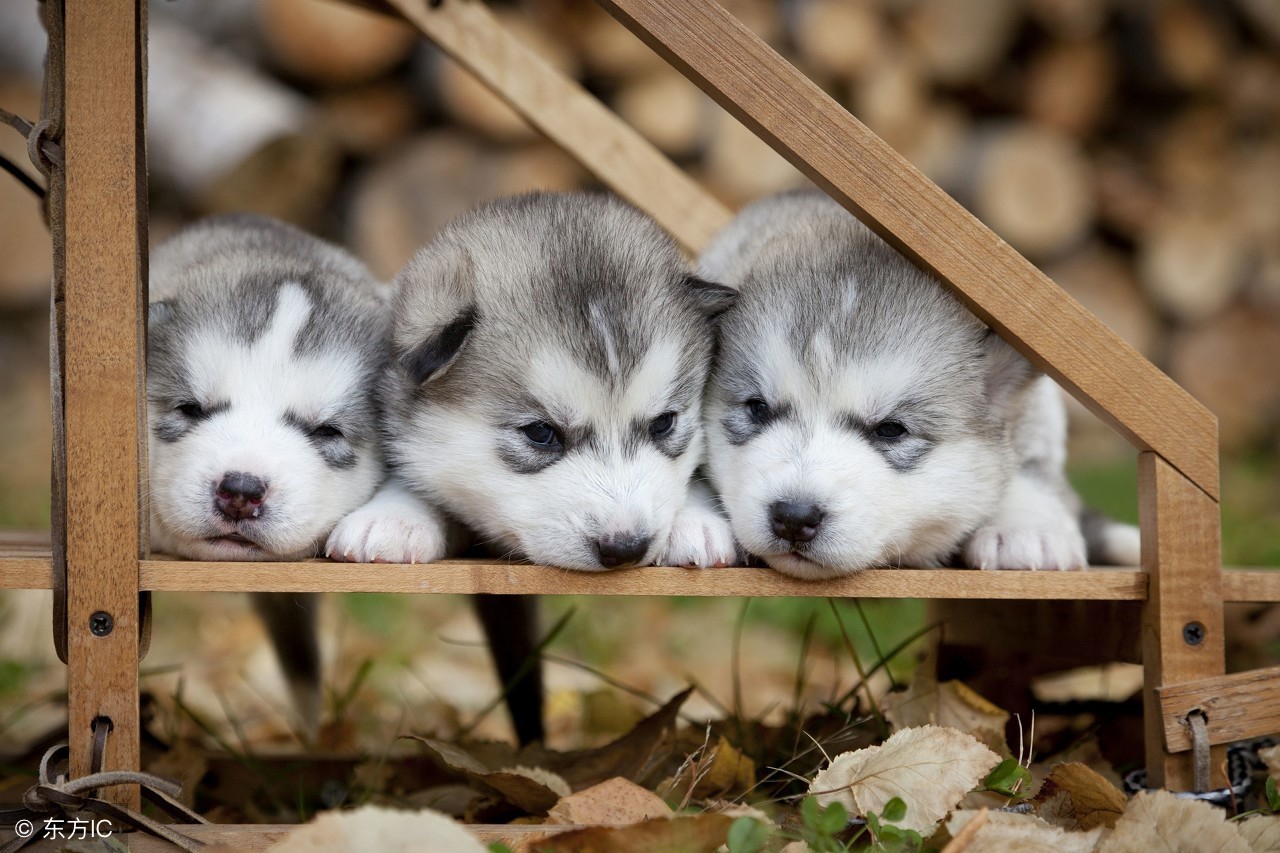 哈士奇价格一般多少,哈士奇在购买中应该了解的事宜