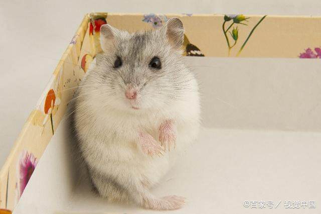 关于布丁鼠，你有多少了解？该怎样照顾呢？