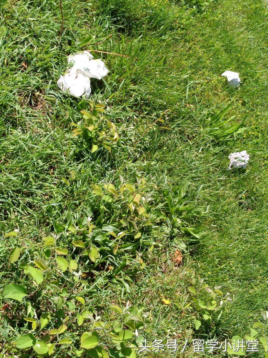 在加拿大长期生活是什么体验,在加拿大生活快乐吗