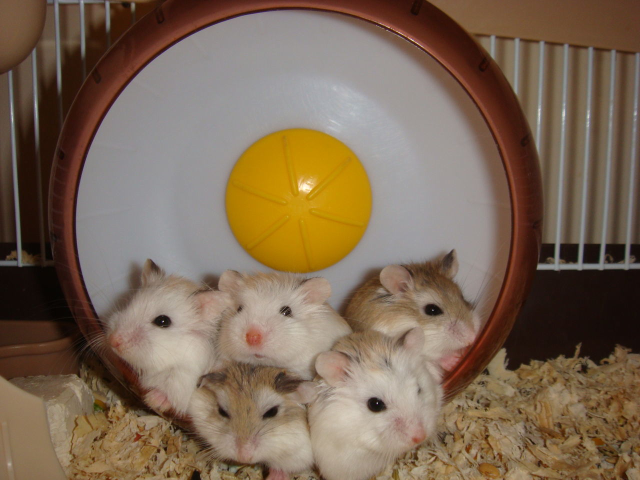 玻璃缸养仓鼠,第一次养仓鼠