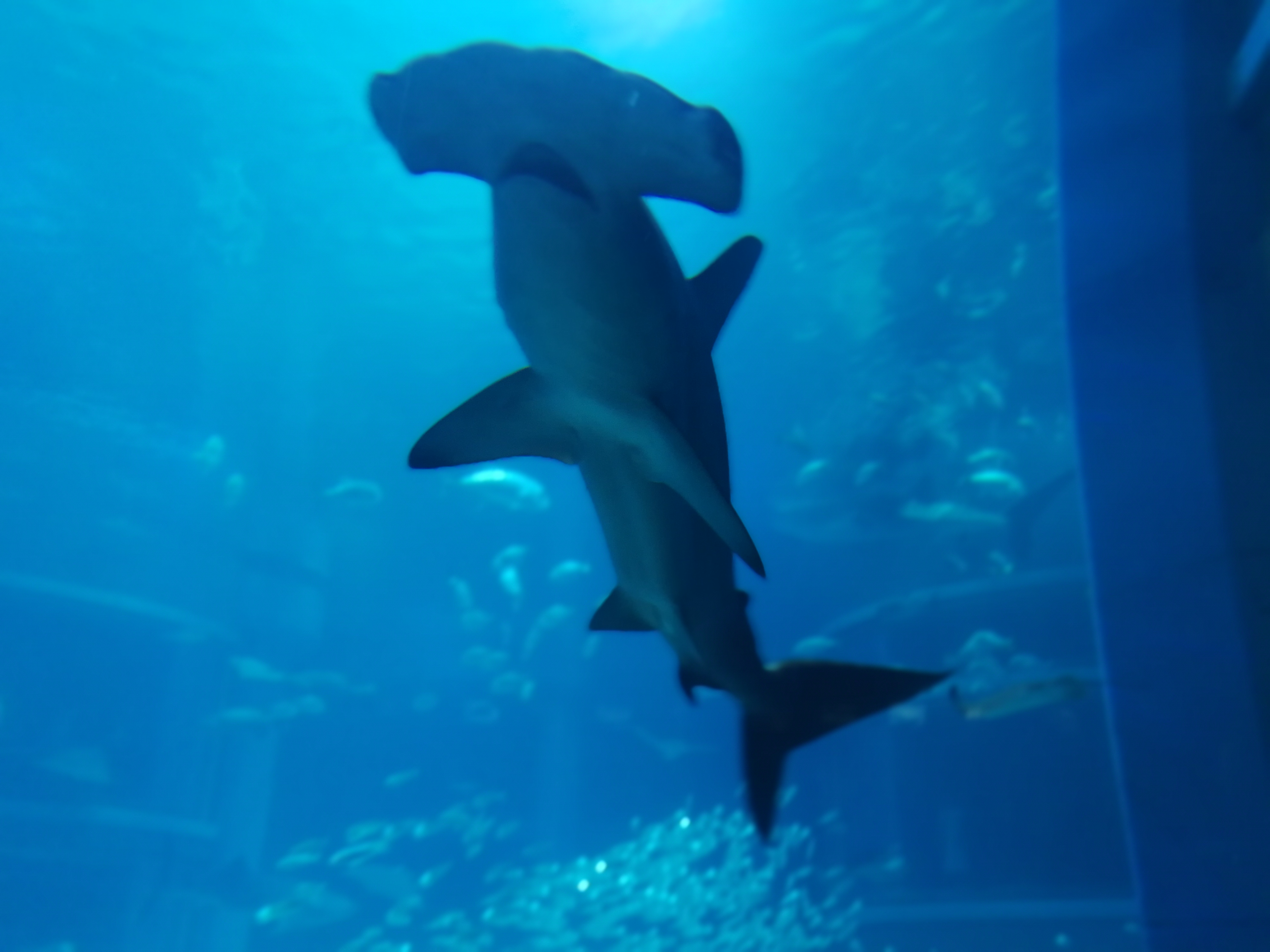 日本乐高亲子游,日本乐高亲子游玩中心在哪