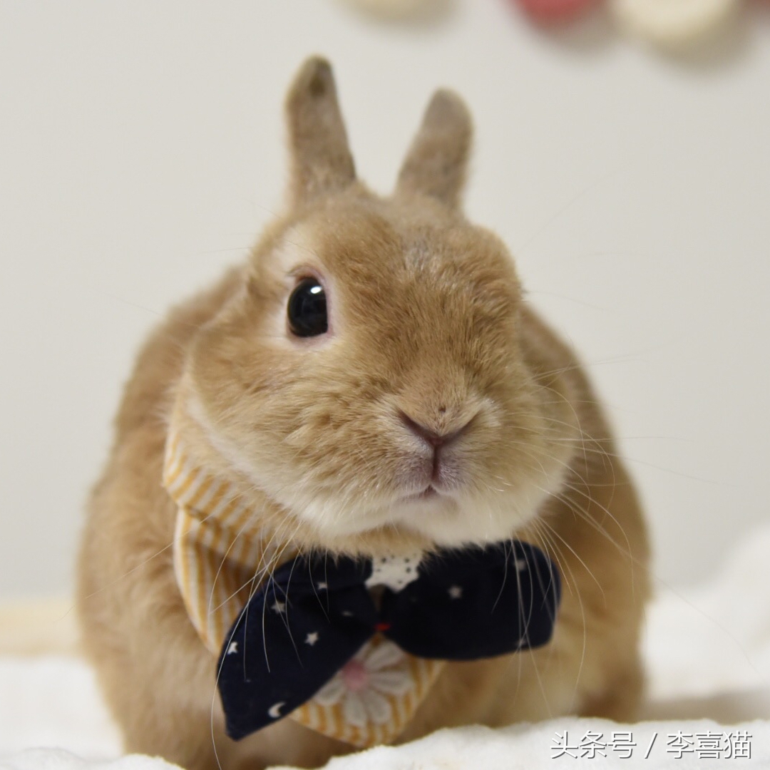 被狗狗咬伤一定要打狂犬疫苗吗？狂犬病的这些小知识需要掌握