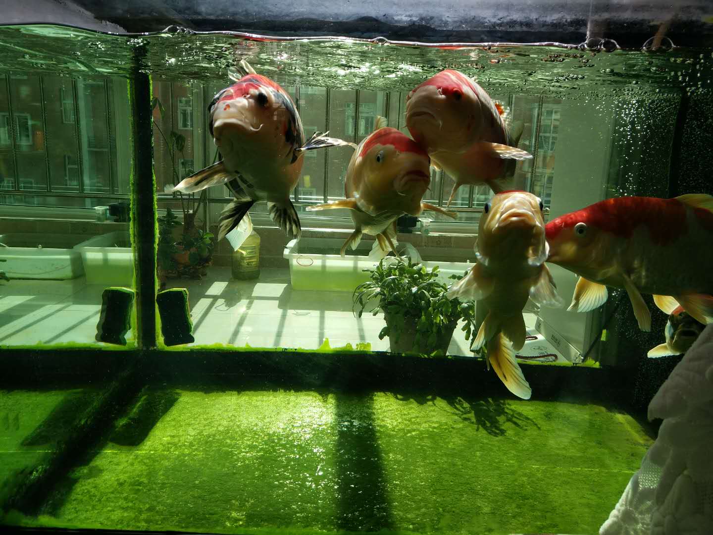 他来自河北小县城,两条锦鲤养了8年