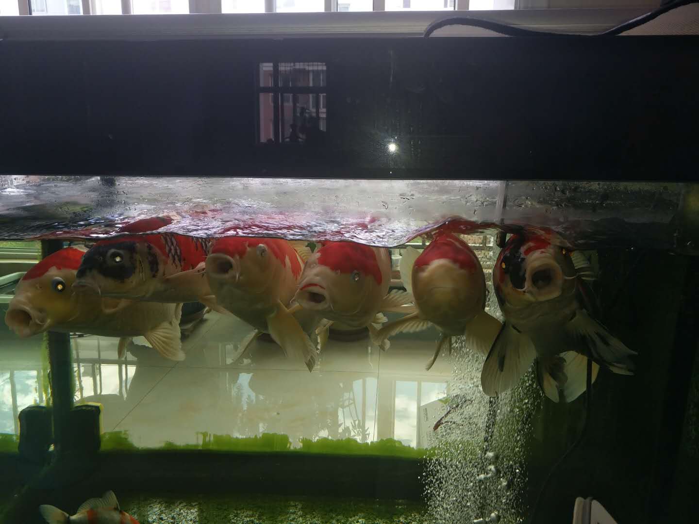 他来自河北小县城,两条锦鲤养了8年