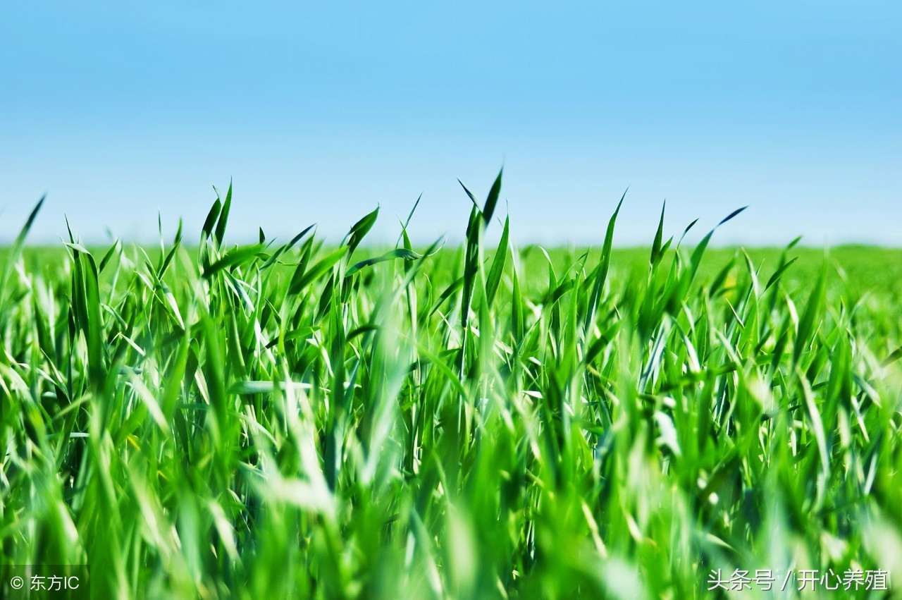 羔羊胀气用什么药,野外放牧羊胀气最快去除的方法