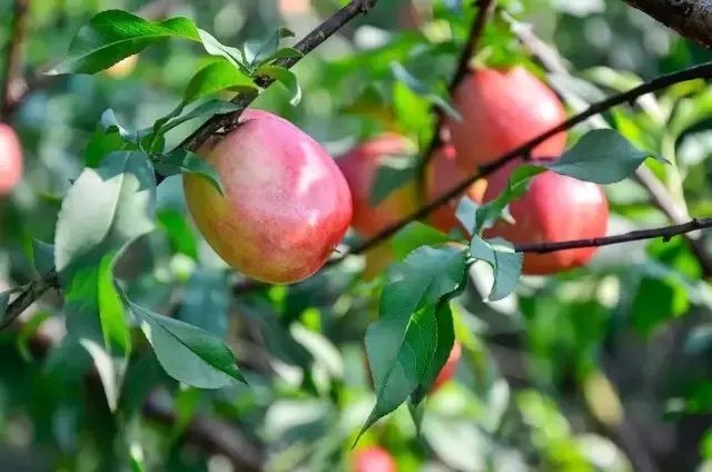 青白江城市发展方向,青白江未来5年发展