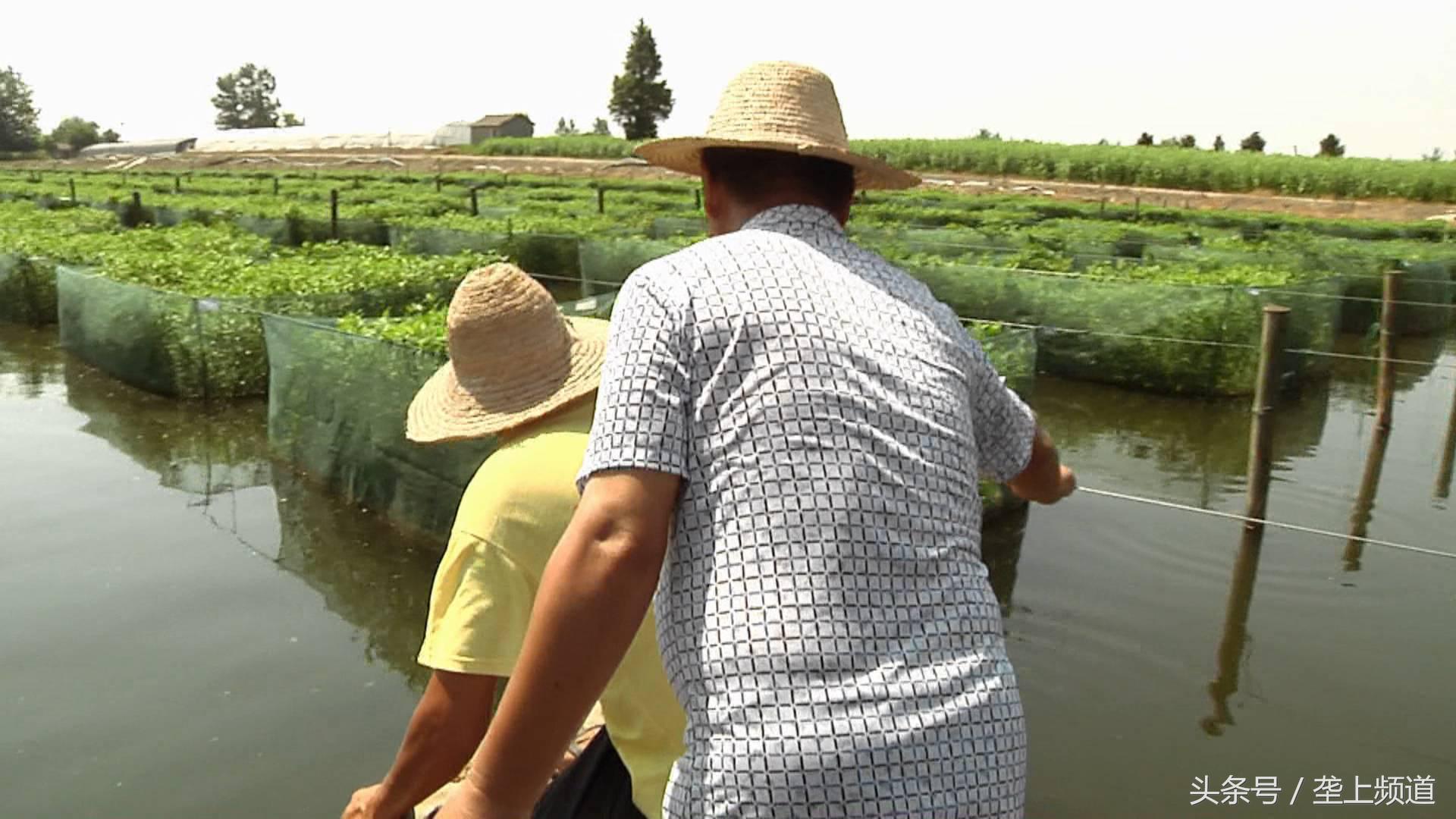 养一万条黄鳝可以赚多少钱,一个网箱黄鳝的收益