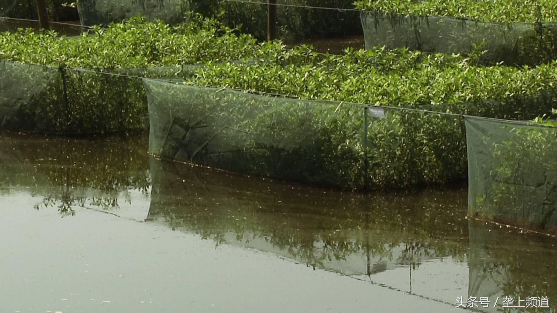 养一万条黄鳝可以赚多少钱,一个网箱黄鳝的收益