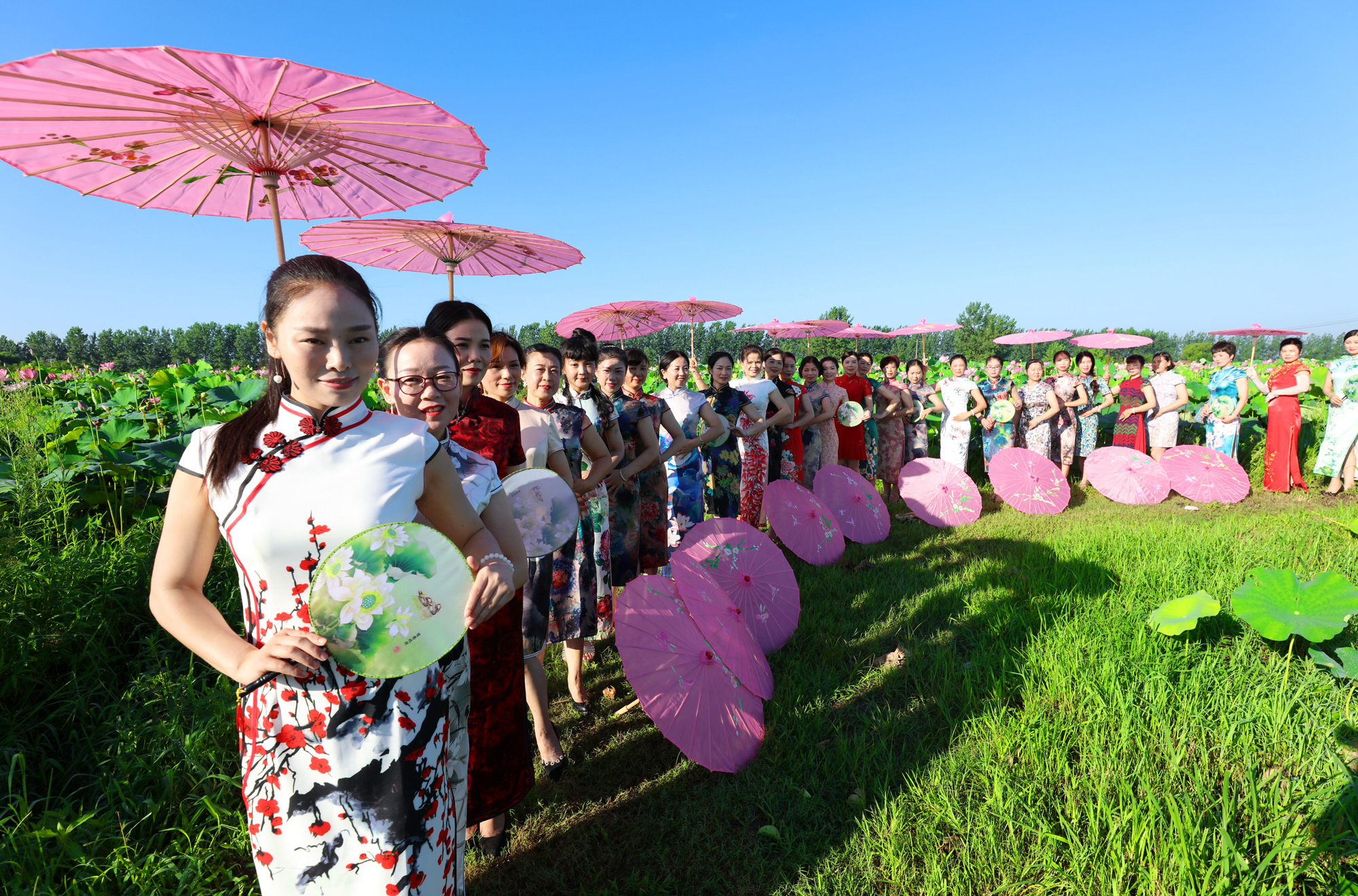 这个夏天的荷花太美了,这个夏天的荷花