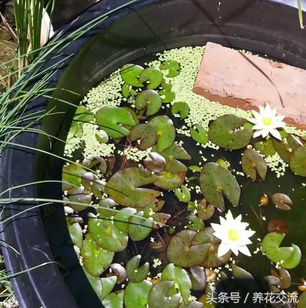 睡莲花瓶里怎么水养,睡莲养在水缸里套盆的技巧