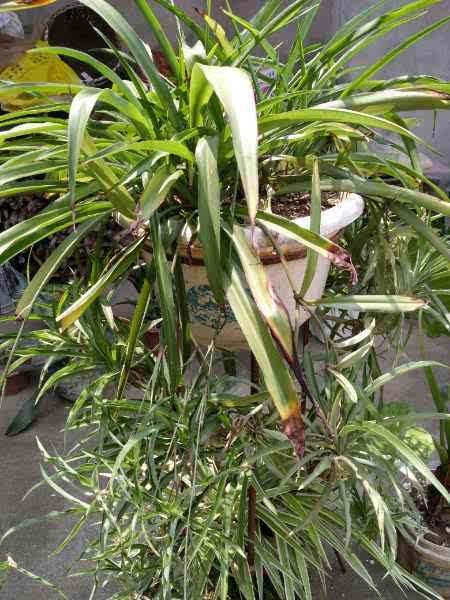 吊兰干尖焦枯怎么治疗,金边吊兰黄叶干尖怎么办