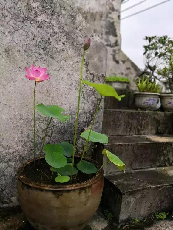 为了种花，老婆把老家的水缸偷来了，骗老妈说腌咸菜！