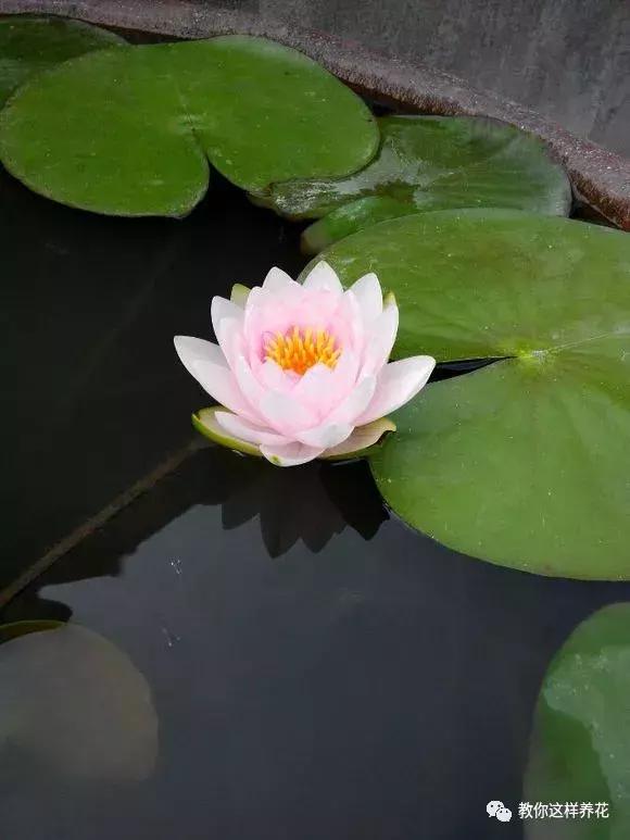 为了种花，老婆把老家的水缸偷来了，骗老妈说腌咸菜！