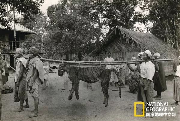 国家地理历史解密,国家地理老虎的复仇