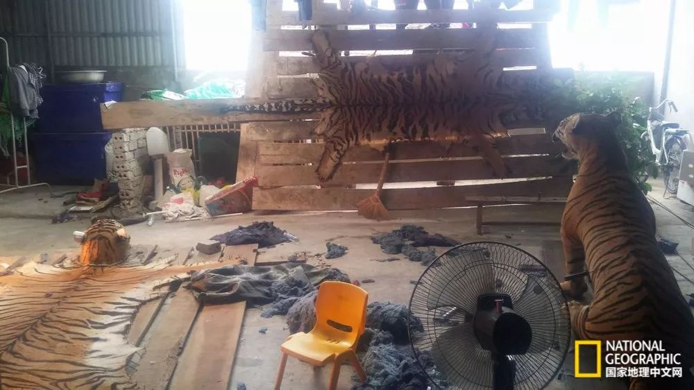 国家地理的真相,国家地理讲虎的纪录片