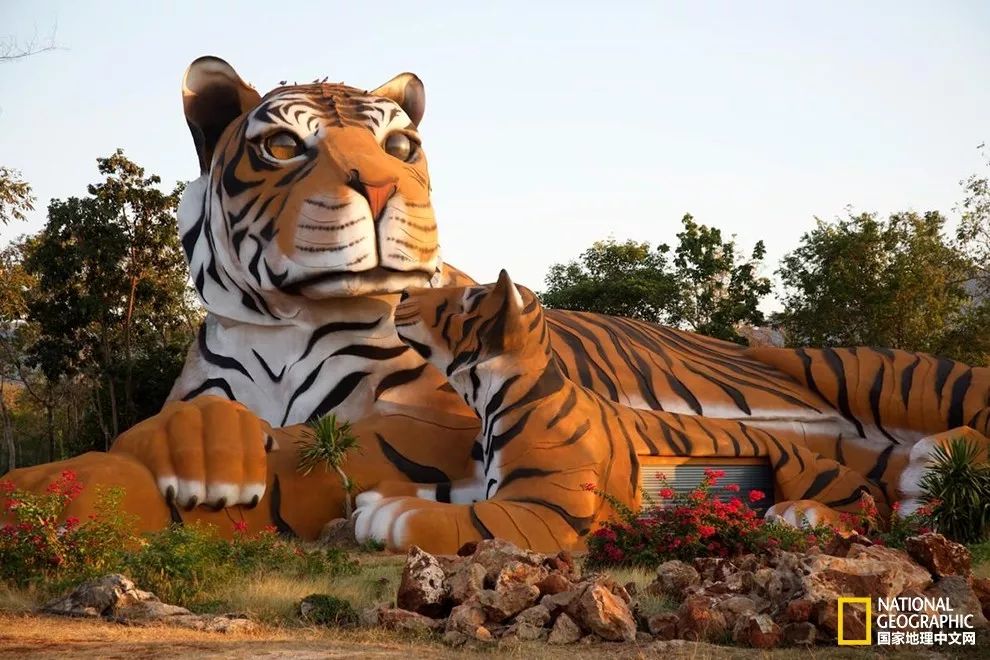 国家地理历史解密,国家地理老虎的复仇