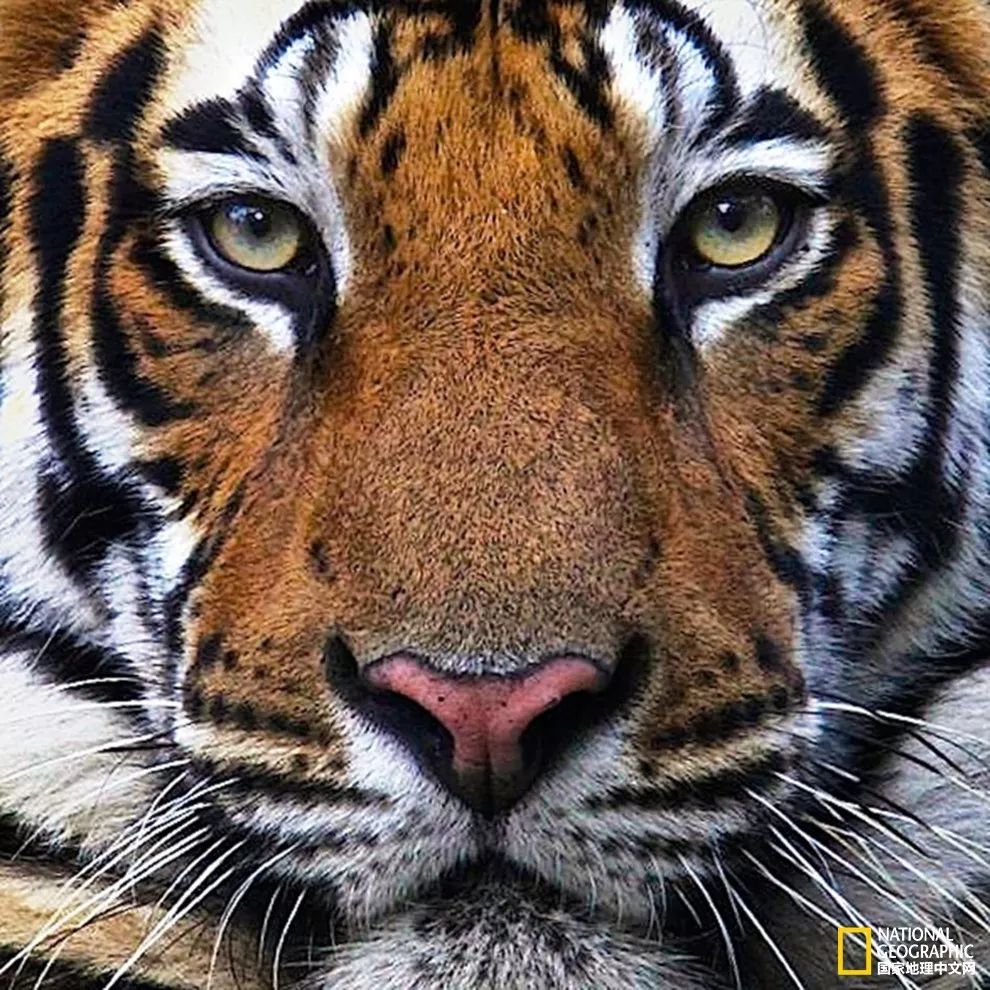 国家地理的真相,国家地理讲虎的纪录片